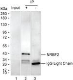 NRBF2 Antibody in Immunoprecipitation (IP)