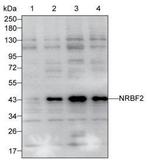 NRBF2 Antibody in Western Blot (WB)