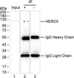HERC5 Antibody in Immunoprecipitation (IP)