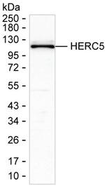 HERC5 Monoclonal Antibody (K29053_7B12)