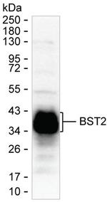 BST-2 Monoclonal Antibody (K29052_18D3)
