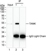 TANK Antibody in Immunoprecipitation (IP)