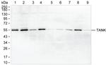 TANK Monoclonal Antibody (K29041_10H4)