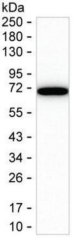 DLAT Monoclonal Antibody (K29029_4B11)