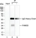 FAM3D Antibody in Immunoprecipitation (IP)