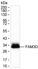 FAM3D Monoclonal Antibody (K29027_7G7)