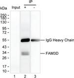 FAM3D Antibody in Immunoprecipitation (IP)