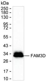 FAM3D Monoclonal Antibody (K29027_2D4)
