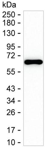 FGF20 Monoclonal Antibody (K24028_13C3)