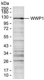 WWP1 Monoclonal Antibody (K24023_16C10)