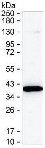 DDAH1 Monoclonal Antibody (K24015_11E11)