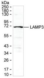 LAMP3 Antibody in Western Blot (WB)