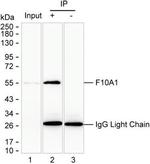 HIP Antibody in Immunoprecipitation (IP)