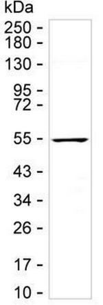 HIP Monoclonal Antibody (K24012_7H12)