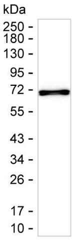 LTB Monoclonal Antibody (K1E047_3G1)