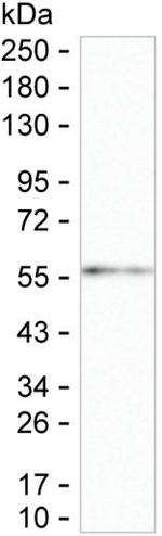 IFN omega Monoclonal Antibody (K16289_11E9)