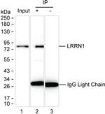 LRRN1 Antibody in Immunoprecipitation (IP)