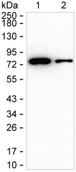 LRRN1 Monoclonal Antibody (K16288_6D3)