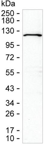 WDR59 Antibody in Western Blot (WB)