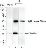 C7orf50 Antibody in Immunoprecipitation (IP)