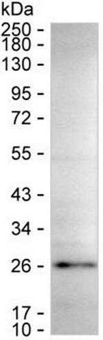 C7orf50 Monoclonal Antibody (K16257_5D12)