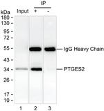 PTGES2 Antibody in Immunoprecipitation (IP)