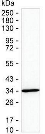 PTGES2 Antibody in Western Blot (WB)