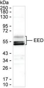 EED Monoclonal Antibody (K06320_14C5)
