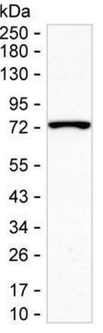 SPDL1 Monoclonal Antibody (K06314_12F11)