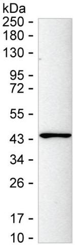 CAPG Antibody in Western Blot (WB)