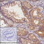 STX17 Antibody in Immunohistochemistry (Paraffin) (IHC (P))