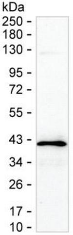 STX17 Antibody in Western Blot (WB)