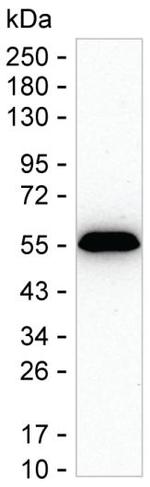 Fibrinogen gamma Antibody in Western Blot (WB)