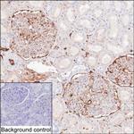 Fibrinogen gamma Antibody in Immunohistochemistry (Paraffin) (IHC (P))