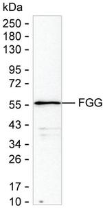 Fibrinogen gamma Antibody in Western Blot (WB)