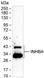 Activin A Antibody in Western Blot (WB)