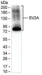 SV2A Antibody in Western Blot (WB)