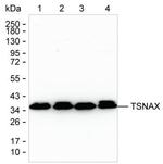TSNAX Antibody in Western Blot (WB)