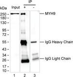 MYH9 Antibody in Immunoprecipitation (IP)