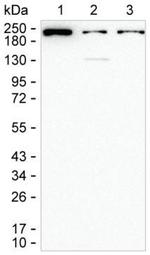 MYH9 Antibody in Western Blot (WB)