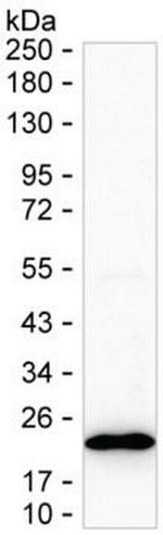 Claudin 3 Antibody in Western Blot (WB)