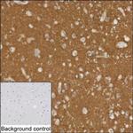 BASP1 Monoclonal Antibody (K9N006_12F10)