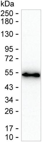 BASP1 Antibody in Western Blot (WB)