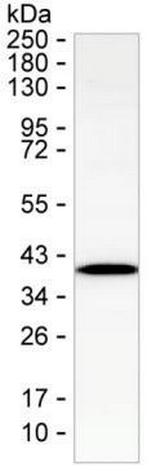 COQ9 Antibody in Western Blot (WB)