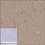 NRGN Antibody in Immunohistochemistry (Paraffin) (IHC (P))