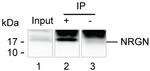 NRGN Antibody in Immunoprecipitation (IP)