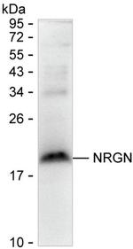 NRGN Antibody in Western Blot (WB)