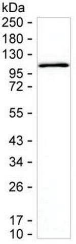 TOP1 Antibody in Western Blot (WB)