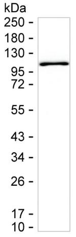 TOP1 Antibody in Western Blot (WB)