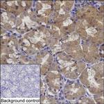 Layilin Monoclonal Antibody (K94011_9G2)